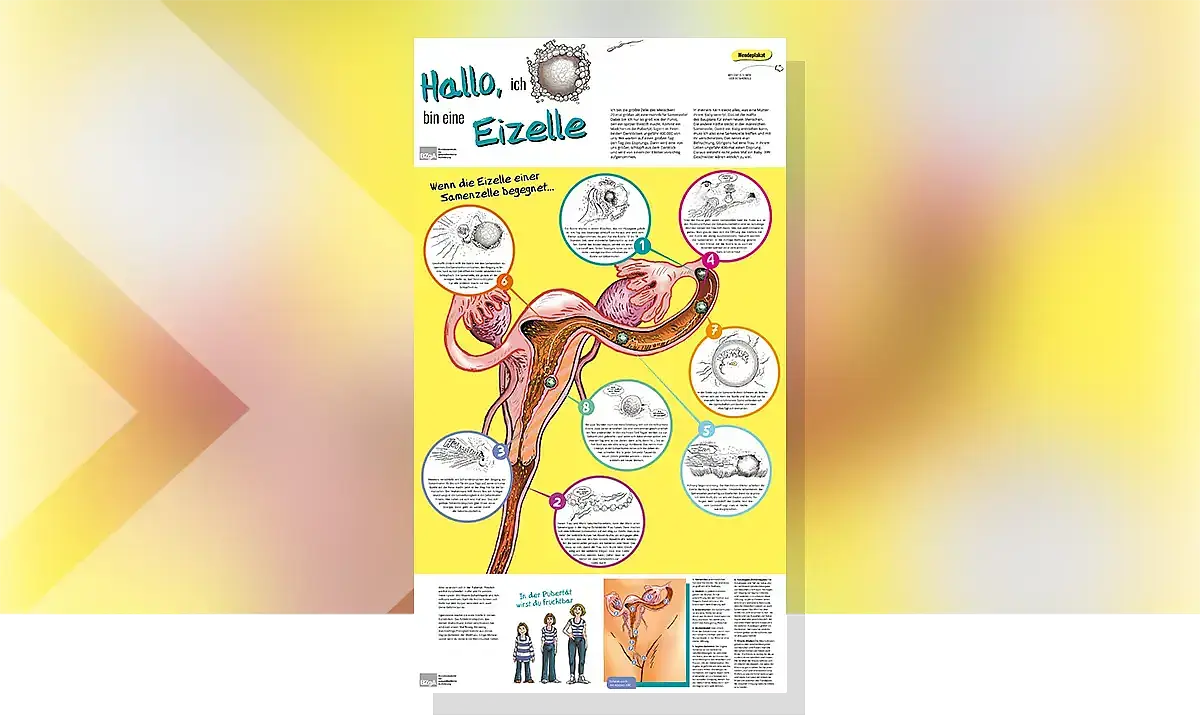 Cover zum Plakat "Wenn Eizelle und Samenzelle sich treffen"